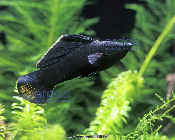 : Black Molly FISH : Black Molly FISH