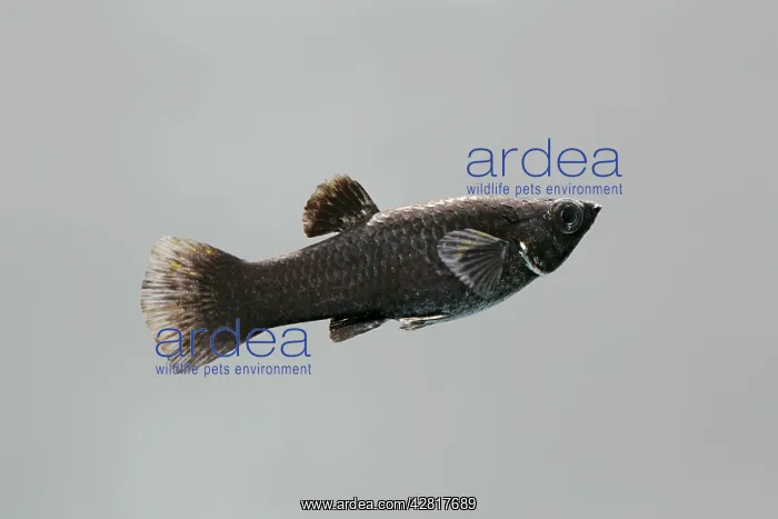  : Black molly - side view grey background
