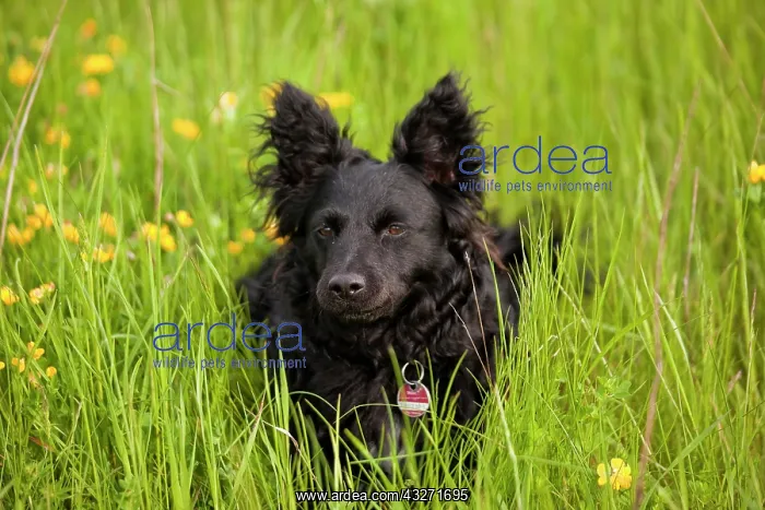 : Black mongrel dog on a meadow : Black mongrel dog on a meadow