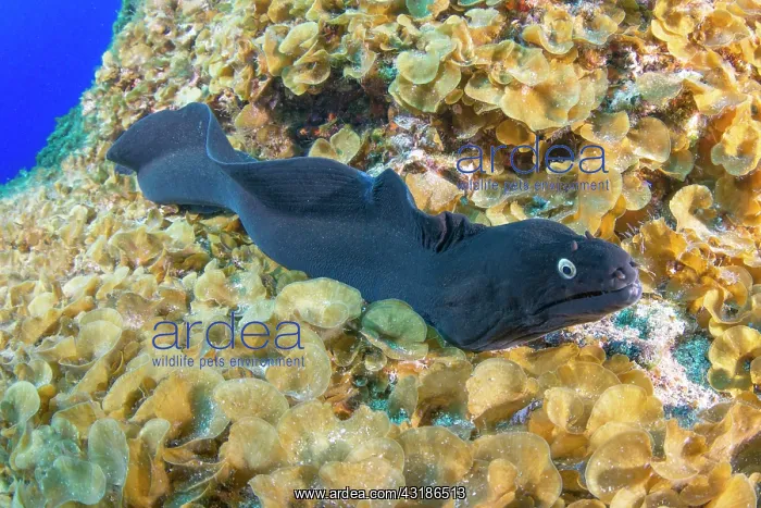 : Black Moray (Muraena augusti) on the bottom; El : Black Moray (Muraena augusti) on the bottom; El