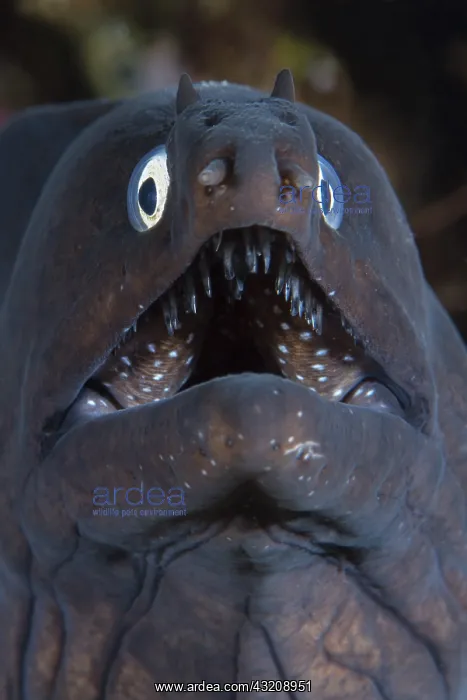 : Black Moray (Muraena augusti), Tenerife, Canary : Black Moray (Muraena augusti), Tenerife, Canary