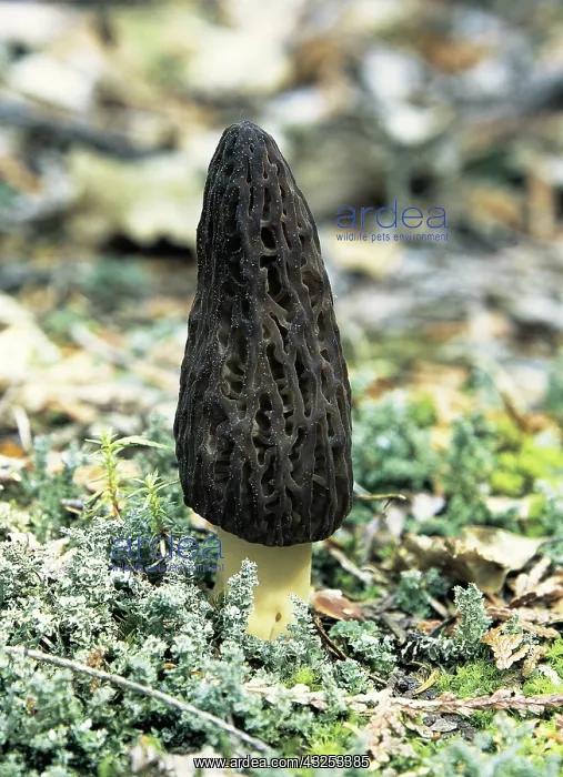  : Black Morel
