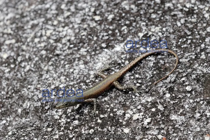: Black Mountain Skink : Black Mountain Skink