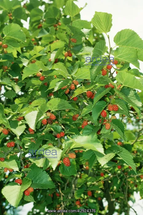 : Black Mulberry : Black Mulberry