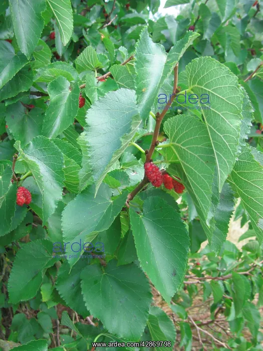 : Black Mulberry Fruit : Black Mulberry Fruit