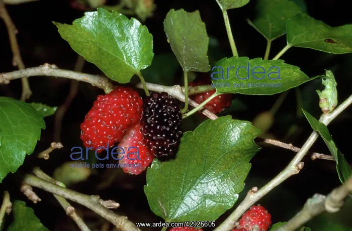 : BLACK MULBERRY FRUIT ON BRANCH : BLACK MULBERRY FRUIT ON BRANCH