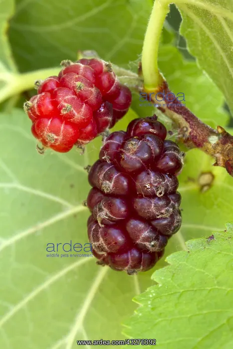 : black mulberry (Morus nigra) : black mulberry (Morus nigra)