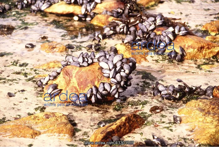  : BLACK MUSSELS