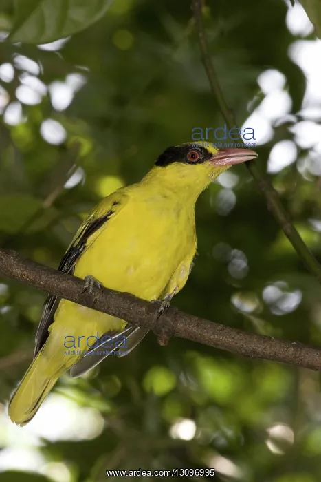 : Black-naped Oriole : Black-naped Oriole