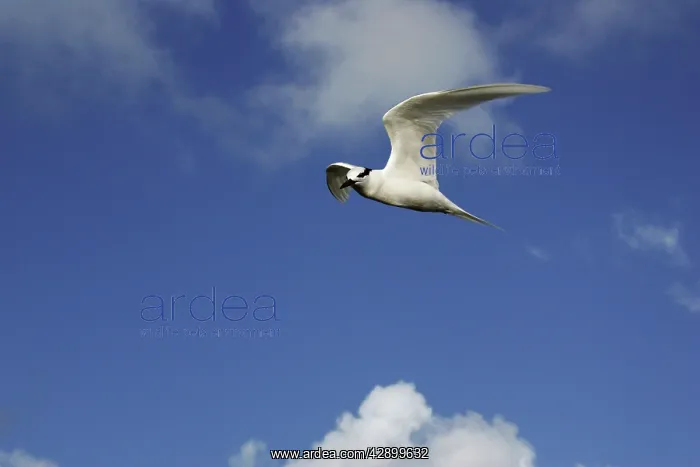 : Black-naped tern : Black-naped tern