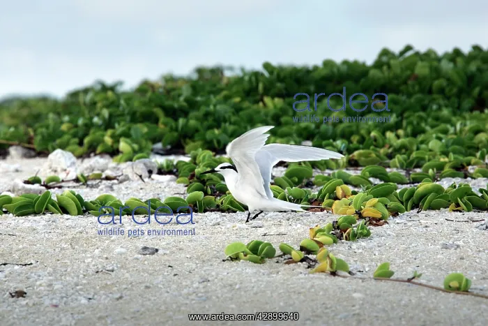 : Black-naped tern : Black-naped tern