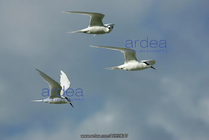: Black-naped Tern : Black-naped Tern