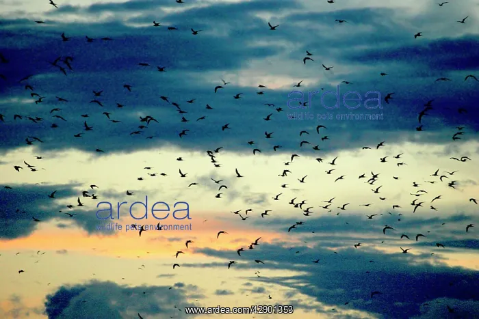 : Black-naped Tern - flock in flight : Black-naped Tern - flock in flight
