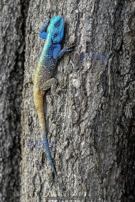 : Black-necked agama (Acanthocercus atricollis), adult : Black-necked agama (Acanthocercus atricollis), adult