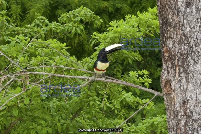 : Black-necked Aracari : Black-necked Aracari