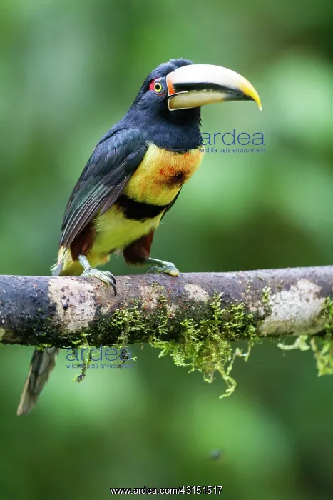 : Black-necked aracari (Pteroglossus aracari) on a : Black-necked aracari (Pteroglossus aracari) on a
