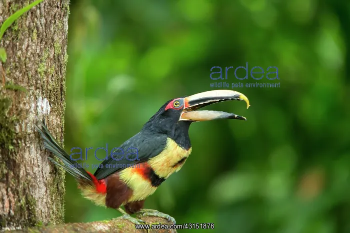 : Black-necked aracari (Pteroglossus aracari) on a : Black-necked aracari (Pteroglossus aracari) on a