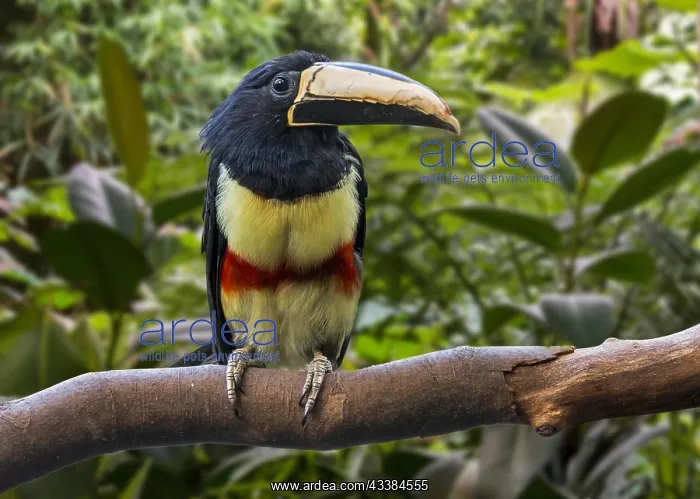 : Black-necked aracari (Pteroglossus aracari), black-necked : Black-necked aracari (Pteroglossus aracari), black-necked