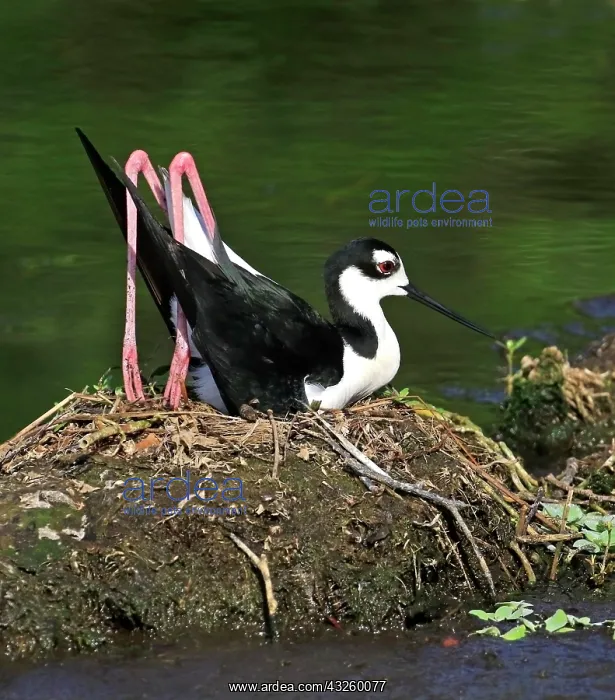 : Black-necked Black-winged Stilt, American Stilt : Black-necked Black-winged Stilt, American Stilt