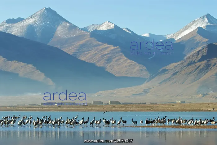 : Black necked Crane - Tibet : Black necked Crane - Tibet