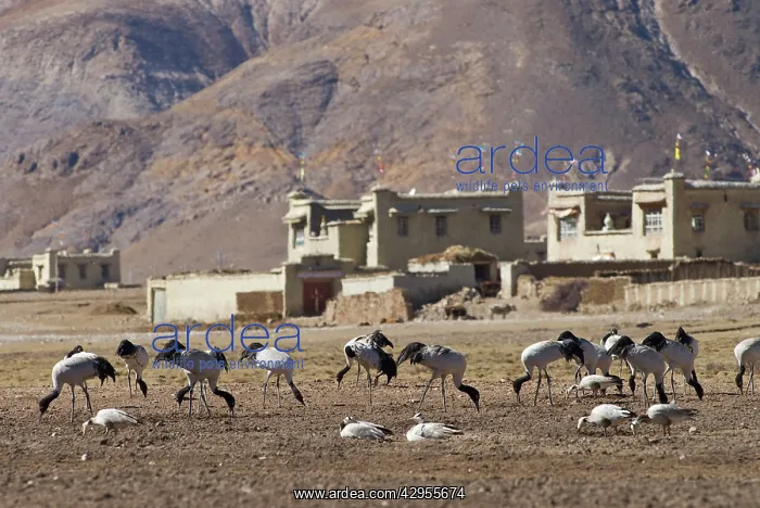 : Black-necked Cranes - graze on farm land : Black-necked Cranes - graze on farm land