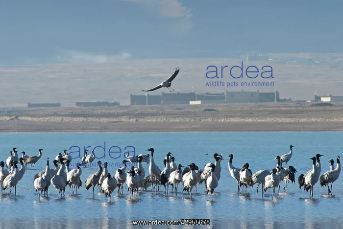 : Black-necked Cranes - on small lake : Black-necked Cranes - on small lake