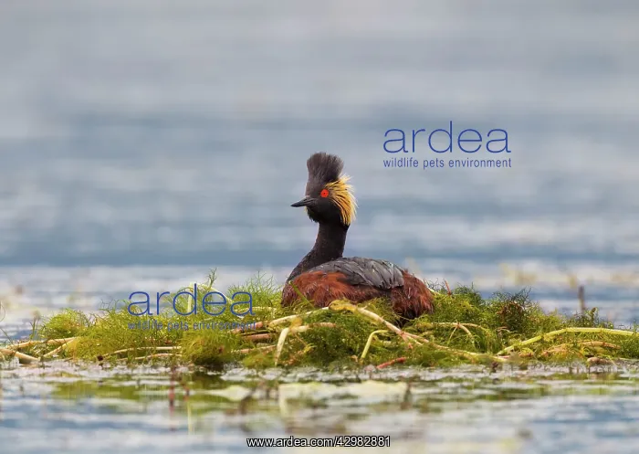 : Black-necked / Eared Grebe : Black-necked / Eared Grebe