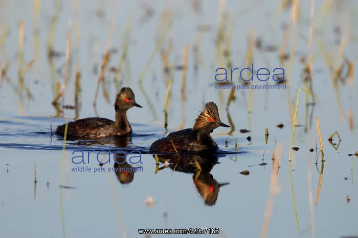 : Black-necked / Eared Grebe - adult in summer : Black-necked / Eared Grebe - adult in summer