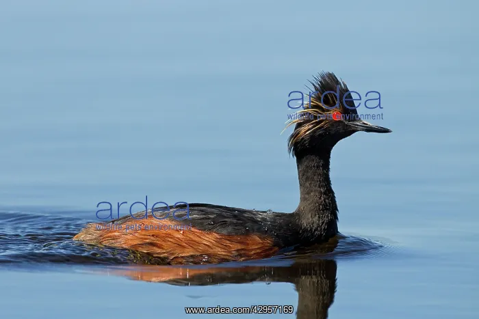 : Black-necked / Eared Grebe - adult in summer : Black-necked / Eared Grebe - adult in summer