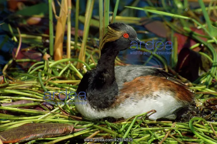 : Black-necked / Eared Grebe - male on nest : Black-necked / Eared Grebe - male on nest