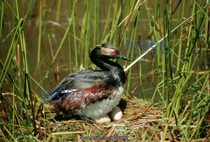: Black-Necked / Eared Grebe - Male on nest with eggs : Black-Necked / Eared Grebe - Male on nest with eggs