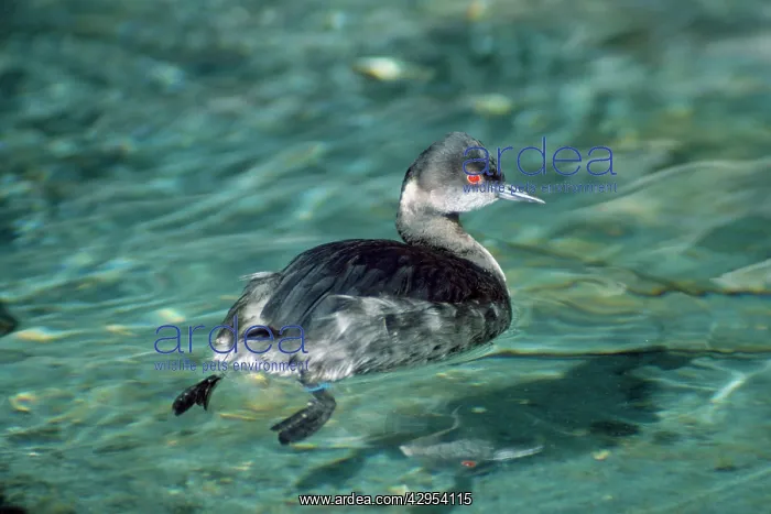 : Black-necked / Eared Grebe - winter : Black-necked / Eared Grebe - winter