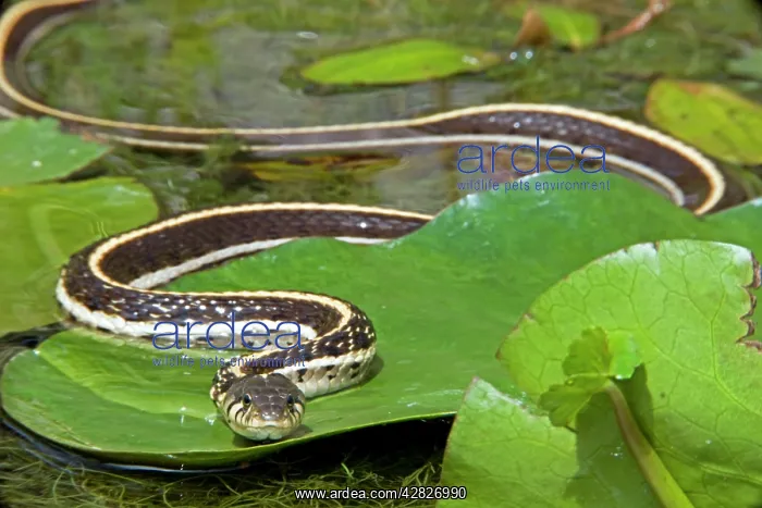 : Black-necked Garter Snake : Black-necked Garter Snake