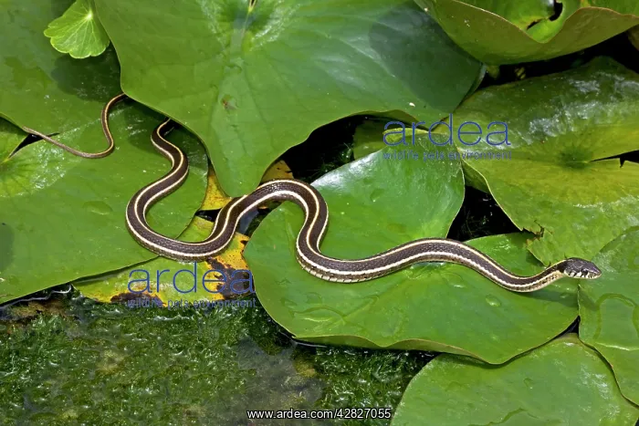 : Black-necked Garter Snake : Black-necked Garter Snake