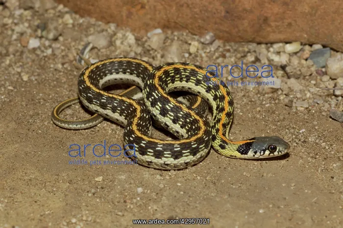 : Black-necked Garter Snake : Black-necked Garter Snake