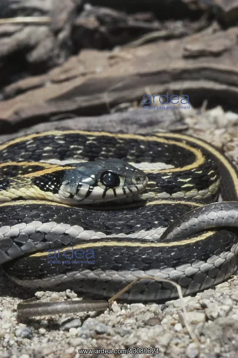 : Black-necked Garter Snake : Black-necked Garter Snake