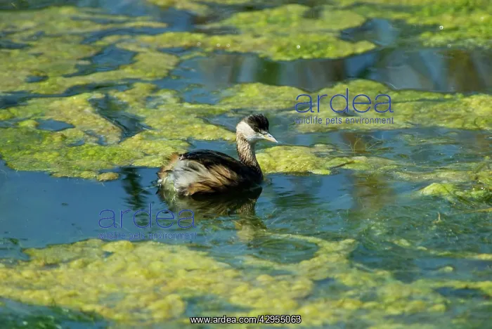 : Black-necked Grebe : Black-necked Grebe