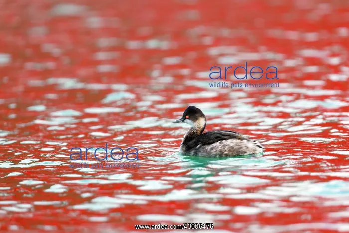 : Black Necked Grebe : Black Necked Grebe