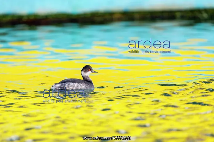: Black Necked Grebe : Black Necked Grebe