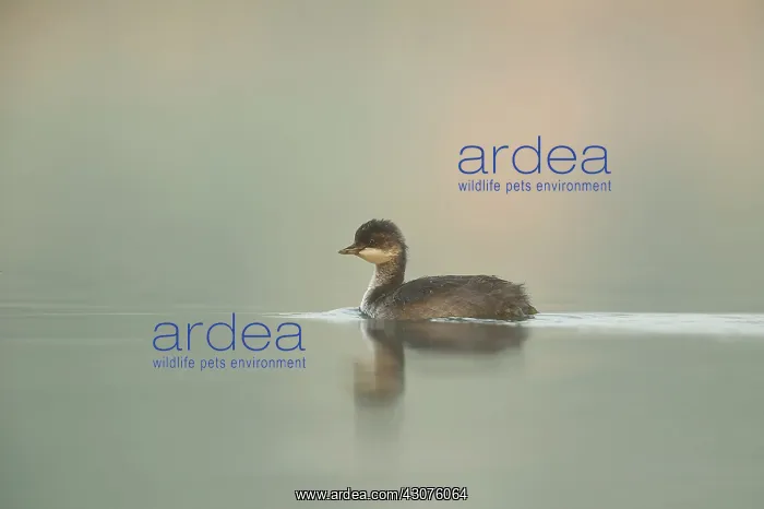 : Black-necked Grebe : Black-necked Grebe