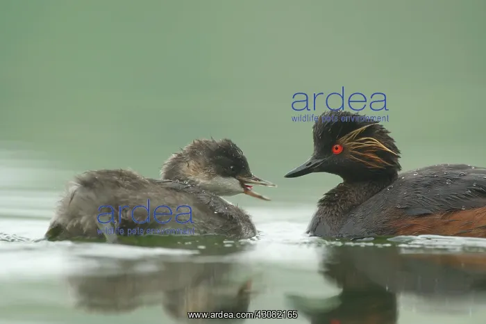 : Black-necked Grebe : Black-necked Grebe