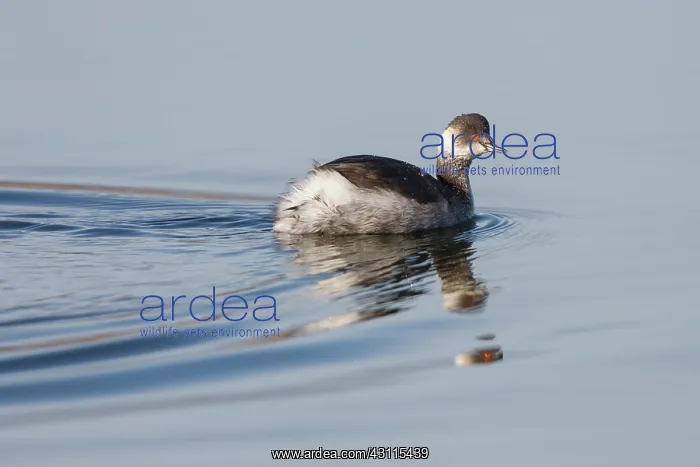 : Black-necked Grebe : Black-necked Grebe