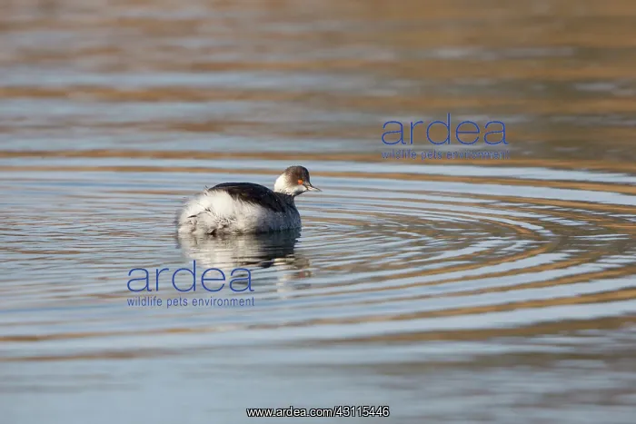 : Black-necked Grebe : Black-necked Grebe