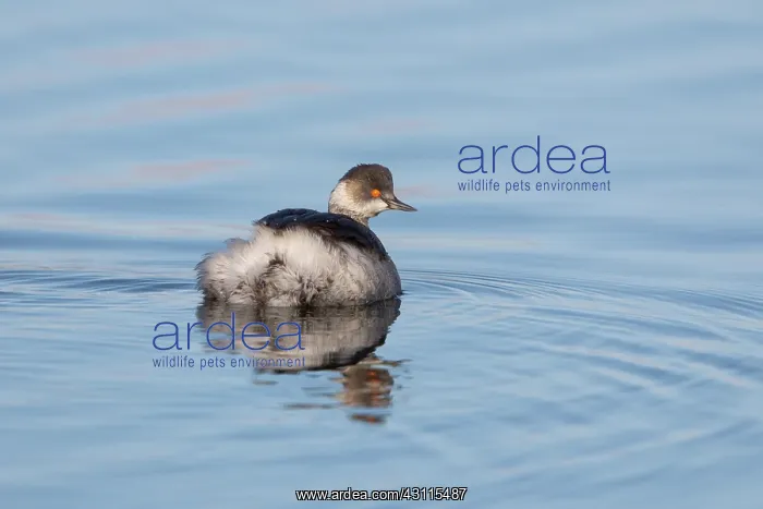 : Black-necked Grebe : Black-necked Grebe