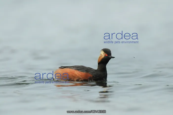 : Black-necked Grebe : Black-necked Grebe