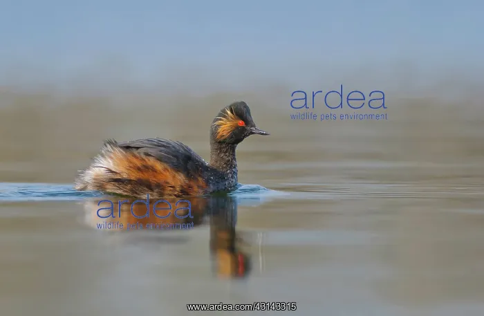 : Black-necked Grebe : Black-necked Grebe