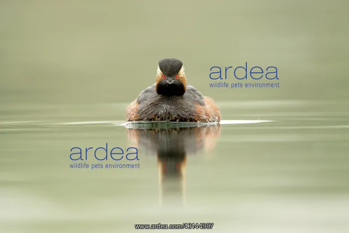 : Black-necked Grebe : Black-necked Grebe