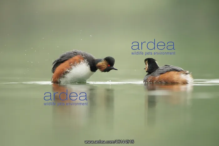 : Black-necked Grebe : Black-necked Grebe