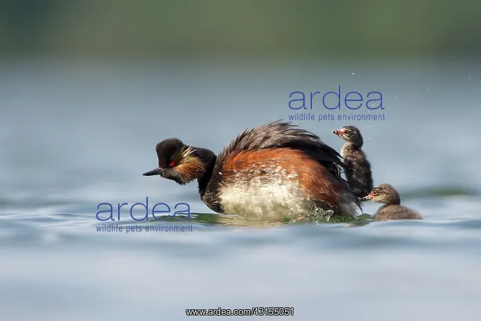 : Black-necked Grebe : Black-necked Grebe