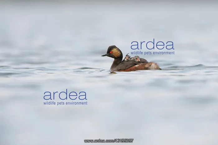 : Black-necked Grebe : Black-necked Grebe